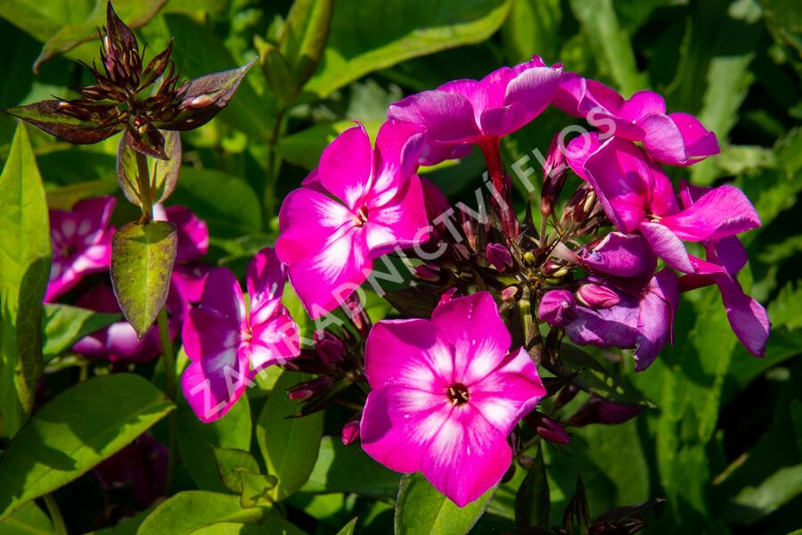 Plamenka latnatá 'Sweet Summer Violet White' - Phlox paniculata 'Sweet Summer Violet White'