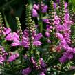 Včelník virginský 'Vivid' - Physostegia virginiana 'Vivid'