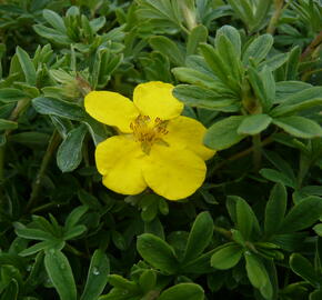 Mochna křovitá 'Goldteppich' - Potentilla fruticosa 'Goldteppich'