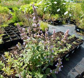 Šanta 'Veluw's Blauwtje' - Nepeta grandiflora 'Veluw's Blauwtje'