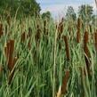 Orobinec úzkolistý - Typha angustifolia