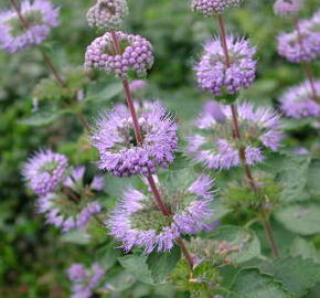 Ořechokřídlec šedivý - Caryopteris incana