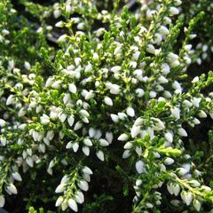 Vřes obecný 'White Coral' - Calluna vulgaris 'White Coral'