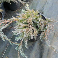 Jalovec šupinatý 'Blue Carpet' - Juniperus squamata 'Blue Carpet'