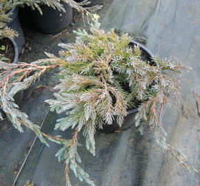 Jalovec šupinatý 'Blue Carpet' - Juniperus squamata 'Blue Carpet'