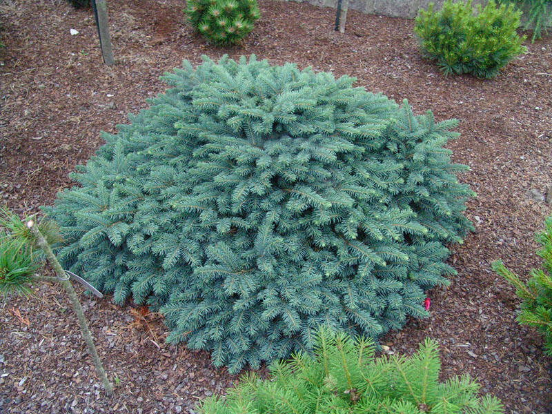 Smrk ztepilý 'Waldbrund' - Picea abies 'Waldbrund'