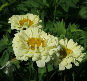 Kopretina největší 'Real Dream' - Leucanthemum maximum 'Real Dream'