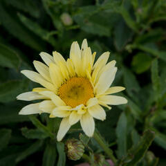 Kopretina největší 'Broadway Lights' - Leucanthemum maximum 'Broadway Lights'