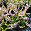 Vřes obecný 'Golden Wonder' - Calluna vulgaris 'Golden Wonder'