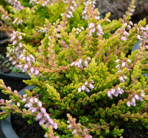 Vřes obecný 'Golden Wonder' - Calluna vulgaris 'Golden Wonder'