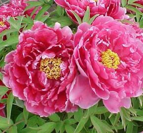 Pivoňka dřevitá - Paeonia suffruticosa