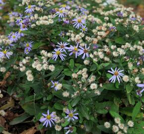 Japonská astra 'Nana Blue' - Kalimeris incisa 'Nana Blue'