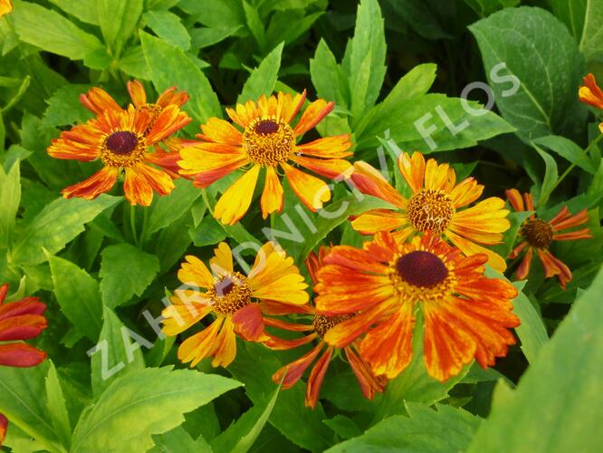 Záplevák 'Wonadonga' - Helenium 'Wonadonga'