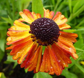 Záplevák 'Kupferzwerg' - Helenium 'Kupferzwerg'