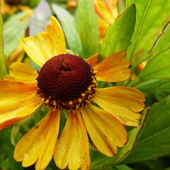 Záplevák 'Adios' - Helenium 'Adios'