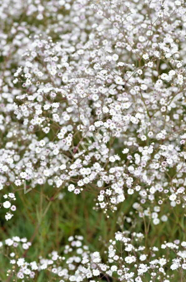 Šater latnatý 'Festival White' - Gypsophila paniculata 'Festival White'