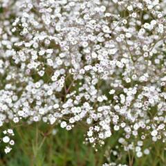 Šater latnatý 'Festival White' - Gypsophila paniculata 'Festival White'