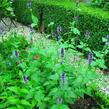 Agastache 'Black Adder' - Agastache hybrida 'Black Adder'