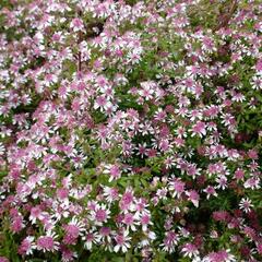 Hvězdnice pokřivená var. horizontalis - Aster lateriflorus var. horizontalis