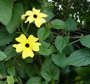 Smatavka, thunbergie křídlatá 'Yellow' - Thunbergia alata 'Yellow'