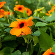 Smatavka, thunbergie křídlatá 'Orange Beauty' - Thunbergia alata 'Orange Beauty'