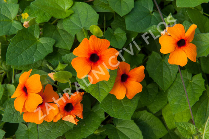 Smatavka, thunbergie křídlatá 'Orange Beauty' - Thunbergia alata 'Orange Beauty'