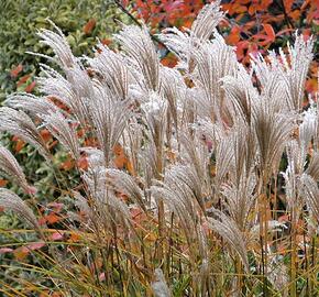 Ozdobnice čínská 'Rotsilber' - Miscanthus sinensis 'Rotsilber'