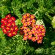 Řebříček obecný 'Desert Eve Red' - Achillea millefolium 'Desert Eve Red'