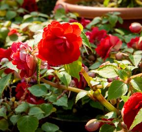 Netýkavka turecká 'Silhouette Red Star' - Impatiens walleriana 'Silhouette Red Star'