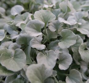 Stříbrný déšť 'Silver Falls' - Dichondra argentea 'Silver Falls'