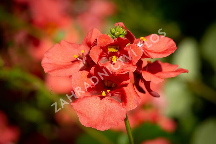 Ostruhatka 'Salmon' - Diascia elegans 'Salmon'