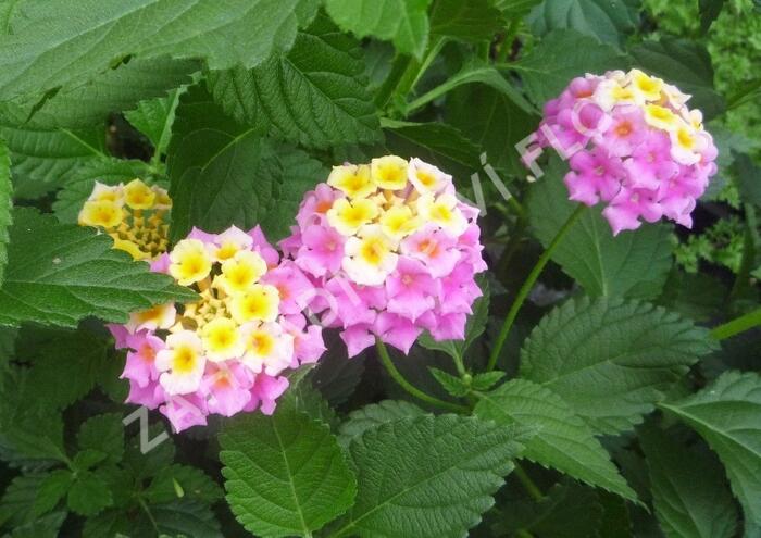 Libora měňavá 'Sonia' - Lantana camara 'Sonia'