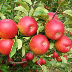 Jabloň zimní 'Rubín' - Malus domestica 'Rubín'