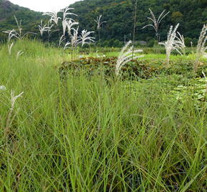 Ozdobnice čínská 'Graziella' - Miscanthus sinensis 'Graziella'