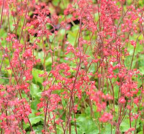 Dlužicha 'Coral Forest' - Heuchera sanguinea 'Coral Forest'