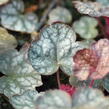 Dlužicha 'Prince of Silver' - Heuchera hybrida 'Prince of Silver'