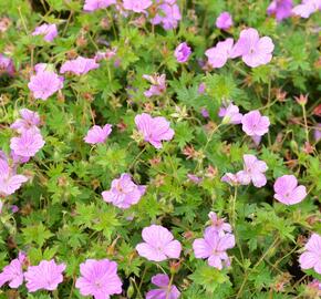 Kakost 'Blushing Turtle' - Geranium 'Blushing Turtle'