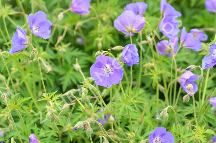 Kakost 'Eureka Blue' - Geranium 'Eureka Blue'