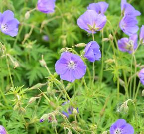 Kakost 'Eureka Blue' - Geranium 'Eureka Blue'