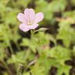 Kakost Endressův 'Wargrave Pink' - Geranium endressii 'Wargrave Pink'