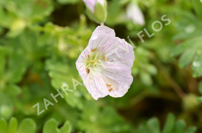 Kakost 'Apple Blossom' - Geranium lindavicum 'Apple Blossom'