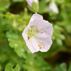 Kakost 'Apple Blossom' - Geranium lindavicum 'Apple Blossom'