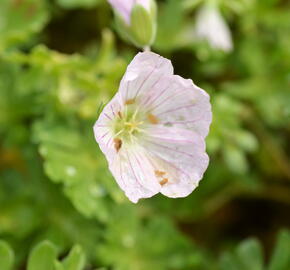 Kakost 'Apple Blossom' - Geranium lindavicum 'Apple Blossom'