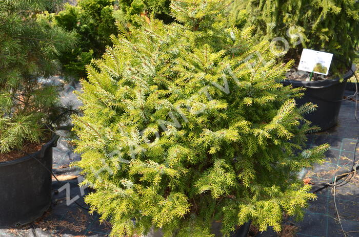 Smrk omorika 'Nana' - Picea omorika 'Nana'