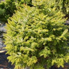 Smrk omorika 'Nana' - Picea omorika 'Nana'