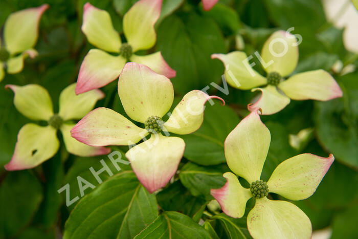 Dřín japonský 'Satomi' - Cornus kousa 'Satomi'