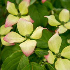 Dřín japonský 'Satomi' - Cornus kousa 'Satomi'