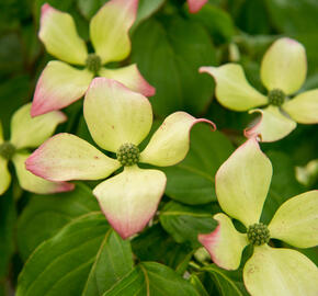 Dřín japonský 'Satomi' - Cornus kousa 'Satomi'