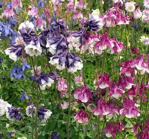 Orlíček obecný 'Grandmother's garden' - Aquilegia vulgaris 'Grandmother's garden'