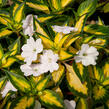 Netýkavka 'Sunpatiens Spreading White' - Impatiens Neu-Guinea 'Sunpatiens Spreading White'